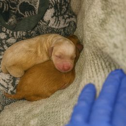 Boy 2 - Apricot male Goldendoodle puppy in Lancaster, California from Kid's Best Doodle