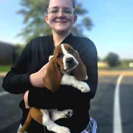 Kitten - Mahogany and white male Basset Hound puppy in Amelia, Ohio from Lady Mae Bassets