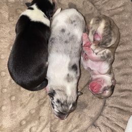 Pomsky Puppies from Pomsky‘s Palace
