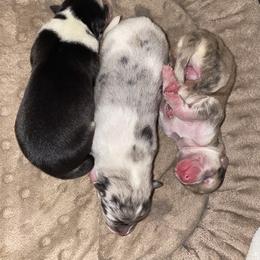 Pomsky Puppies from Pomsky‘s Palace