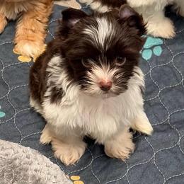 Girl 1 - Liver female Yorkshire Terrier puppy in Georgia from Berggipfel Yorkies