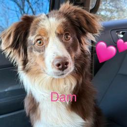 Bonnie - Miniature Australian Shepherd
