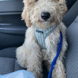 Monjay - Labradoodle puppy in Vallejo, California from Ginger Pupoodles