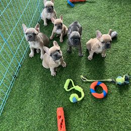 French Bulldog Puppies from 609 Frenchies