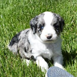 Blue Merle one, lots of white, Blue eyes - Blue merle female Aussiedoodle puppy in Parma, Idaho from Arena Valley Acres