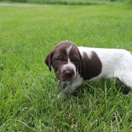 German Shorthaired Pointer Puppies from Brooke's GSPs
