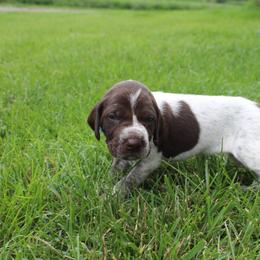 German Shorthaired Pointer Puppies from Brooke's GSPs