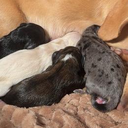 Dachshund Puppies from Crowder Doxies