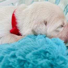 Golden Retriever Puppies from English Cream Goldens in Georgia