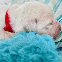 Golden Retriever Puppies from English Cream Goldens in Georgia