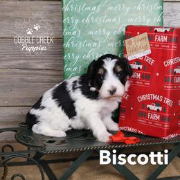 Biscotti - Black and white female Bernedoodle puppy in Heyworth, Illinois from Cobble Creek Puppies