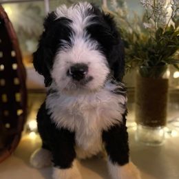 Bernedoodles from Collins Bernedoodles