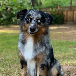 Lance - Blue merle male Australian Shepherd puppy in Castle Rock, Washington from Zoolo Kennels