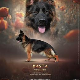 Basta - Black and red female German Shepherd puppy in Davie, Florida from Vom Broward Haus