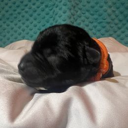 Miniature Schnauzer Puppies from S & S Miniature Schnauzer