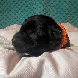Miniature Schnauzer Puppies from S & S Miniature Schnauzer