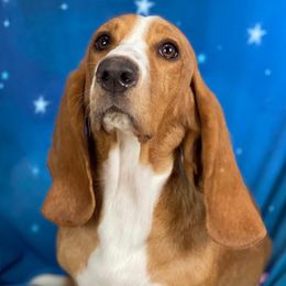 Basset Hounds from Heather's Happy Hounds