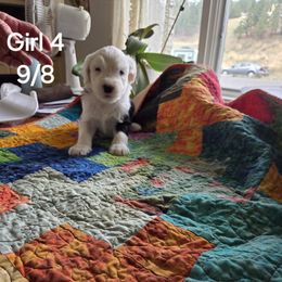 GIRL 4 - Gray and white female Old English Sheepdog puppy in Anaconda, Montana from Mt. Haggin OES