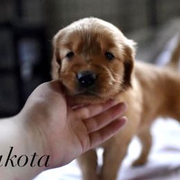 Bernedoodle and Golden Retriever Puppies from Golden Light Puppies
