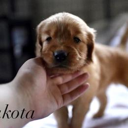 Bernedoodle and Golden Retriever Puppies from Golden Light Puppies
