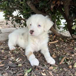 Shepard - Grey and white male Bernedoodle puppy in Lodi, California from Olive Hugs & Doodles