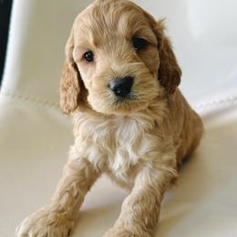 Finn - Buff male Cockapoo puppy in Lucas, Ohio from Willow Lane Puppy