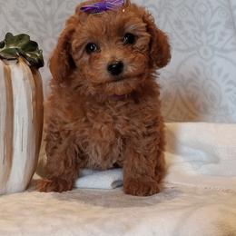 Jada - Red  female Poodle puppy in Milford, Indiana from Olde Heritage K-9