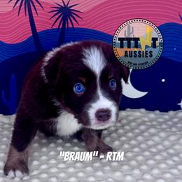 Braun - Red tri-color male Australian Shepherd puppy in Tucson, Arizona from TTTNT Aussies