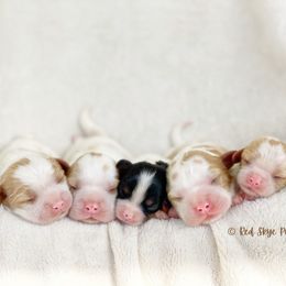 Cavalier King Charles Spaniel and Poodle Puppies from Red Skye Cavaliers