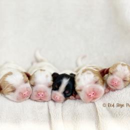 Cavalier King Charles Spaniel and Poodle Puppies from Red Skye Cavaliers