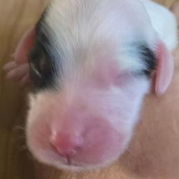 Bright green - Blue belton female English Setter puppy in Morrice, Michigan from Wild Bird Setters