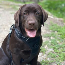 Labrador Retriever Puppies from Hanova Labradors