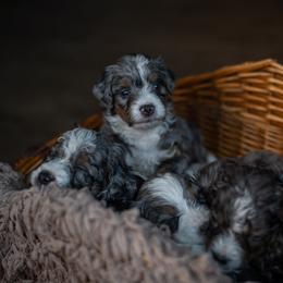 Bernedoodle Puppies from Autumn Vanskiver