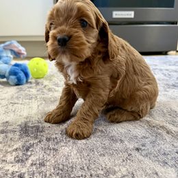 Nova - Red female Cockapoo puppy in Beresford, South Dakota from DAKOTA DOOD RANCH