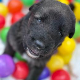 Sunkiss - Black and silver female Shiloh Shepherd puppy in Bartlett, Tennessee from The Mighty Quinn Shilohs