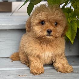 Knox - Red male Shihpoo puppy in Rush, New York from Care Bear Puppies
