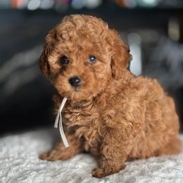 Rumi - Red  female Poodle puppy in South Jordan, Utah from Wasatch Pup