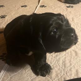 Turkey - Black and tan male Cocker Spaniel puppy in Warrensburg, Missouri from Hirt House Saints