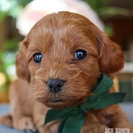 Oliver - Red male Cavapoo puppy in Salado, Texas from Red Ranch Dogs