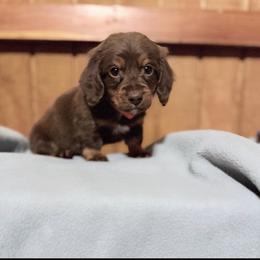 Oliver - Chocolate male Dachshund puppy in Silsbee, Texas from The Doxie Den