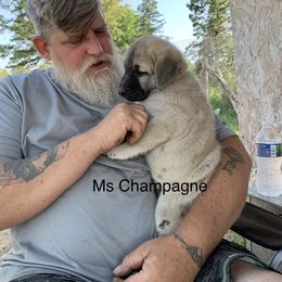 Ms Champagne - Anatolian Shepherd Dog puppy in Michigan from T&S Anatolians
