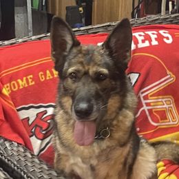 Mia - German Shepherd