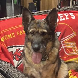 Mia - German Shepherd