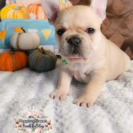 French Bulldog Puppies from Rippling Brook French Bulldogs