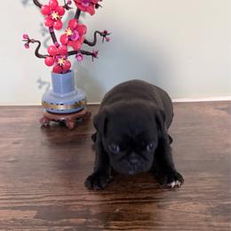 Scout - Black male Pug puppy in Smiths Station, Alabama from Magnolia Pugs