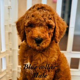 Boy 1 (blue) - male Double Doodle puppy in Bakersfield, California from Honey Bee Doodles