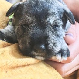 Miniature Schnauzer Puppies from MoonShadows Miniature Schnauzers