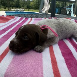 Pink - Liver roan female German Shorthaired Pointer puppy in Huntington, Texas from B&B GSP’S