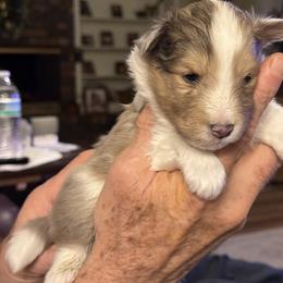 Aries - Sable merle and white male Shetland Sheepdog puppy in Tulsa, Oklahoma from September Morning Shelties