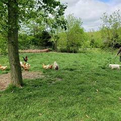Border Collie, Bordoodle, and Maremma Sheepdog Puppies from 2J 2K Border Collies